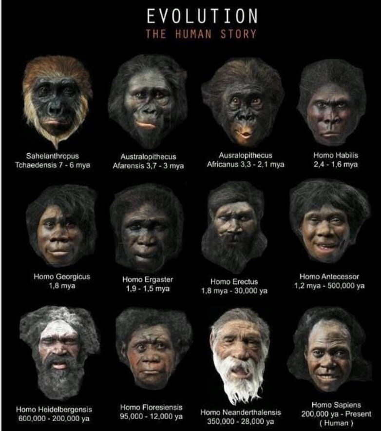 Read more about the article Evolution of Man